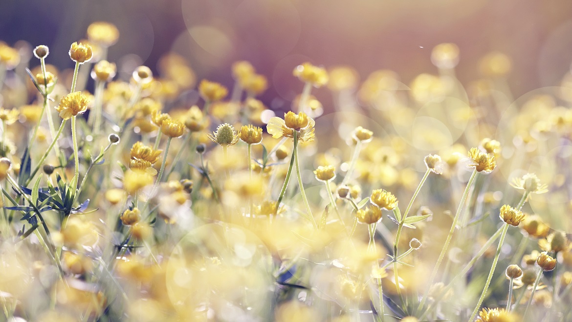 Yellow Buttercup Field