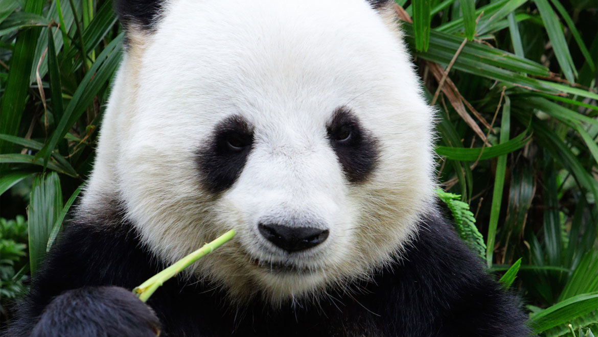 Young Panda in a Tree at Washington National Zoo