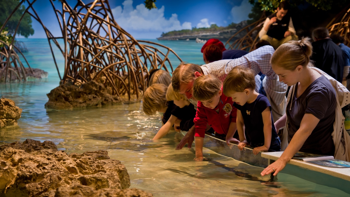 Children looking in water exhibit at aquarium.