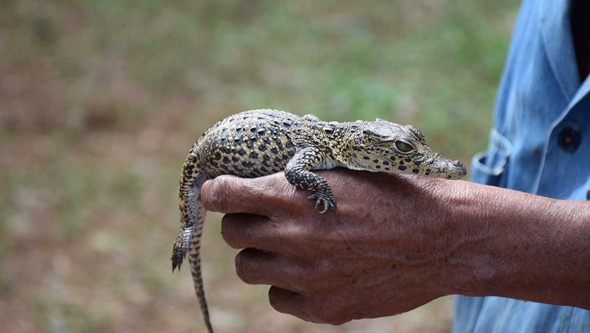 Baby crocodile sitting on hand