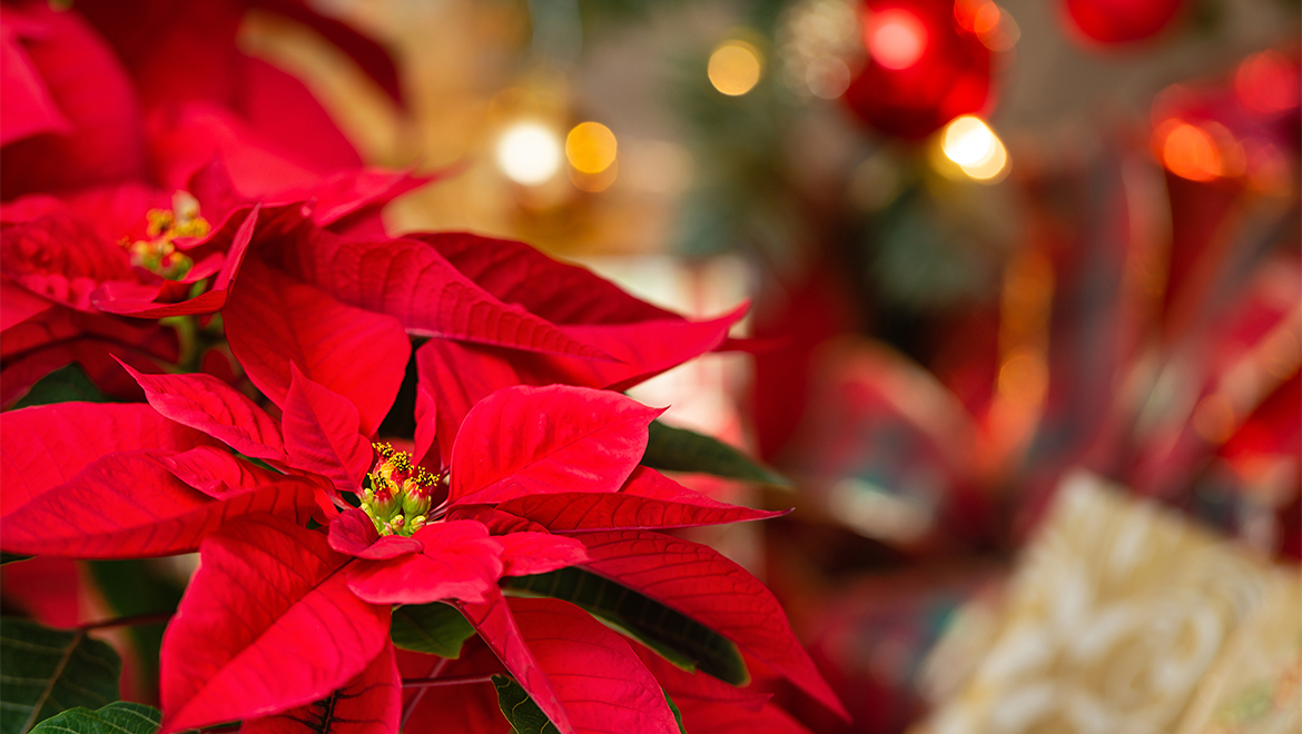 red flowers with lights